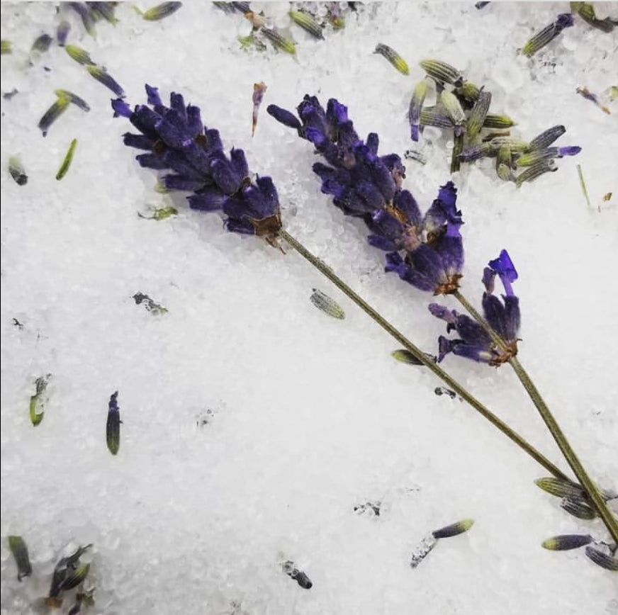 English Lavender Bunches